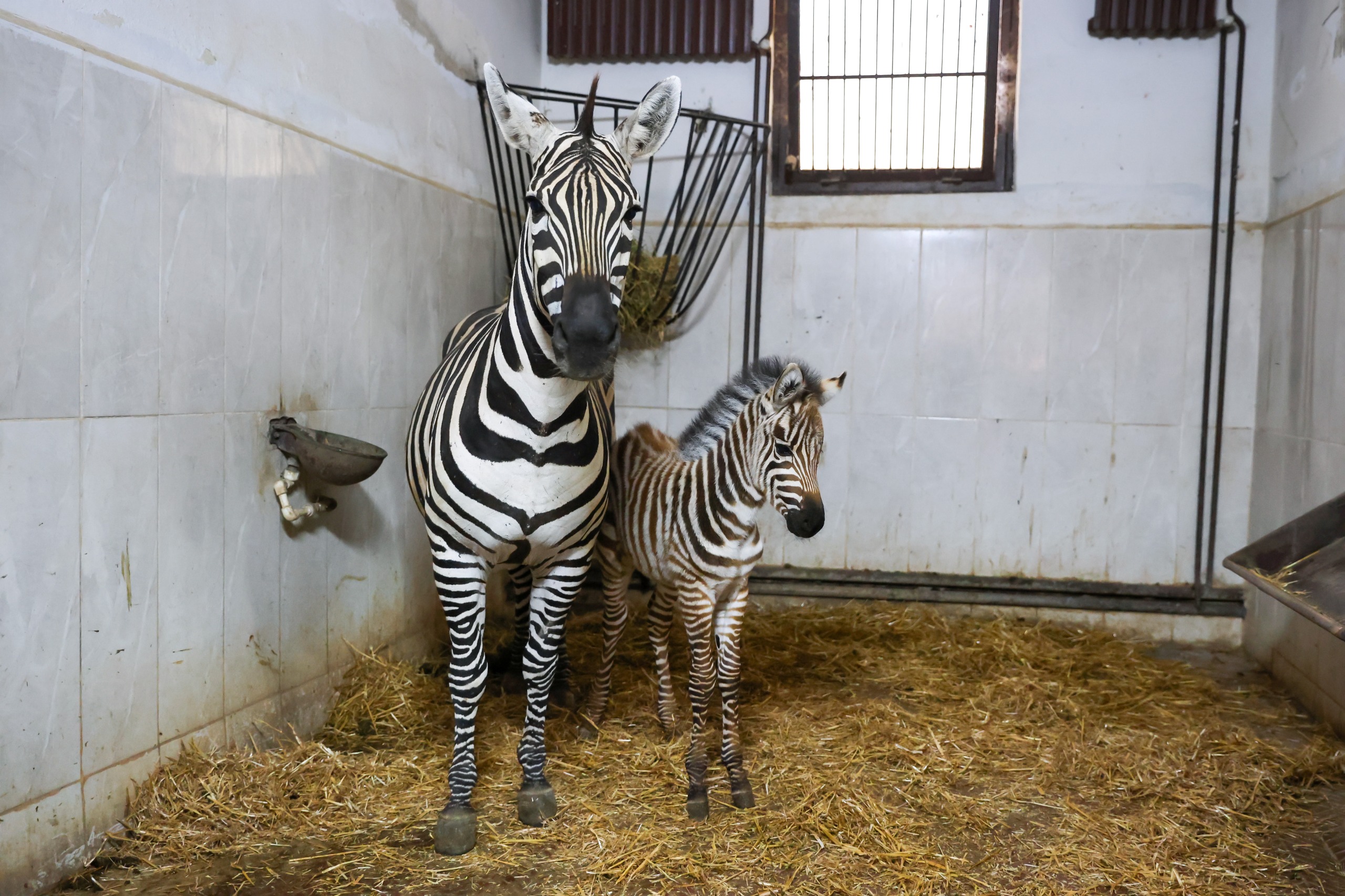 Bursa Hayvanat Bahçesi’nde zebra ailesi büyüyor