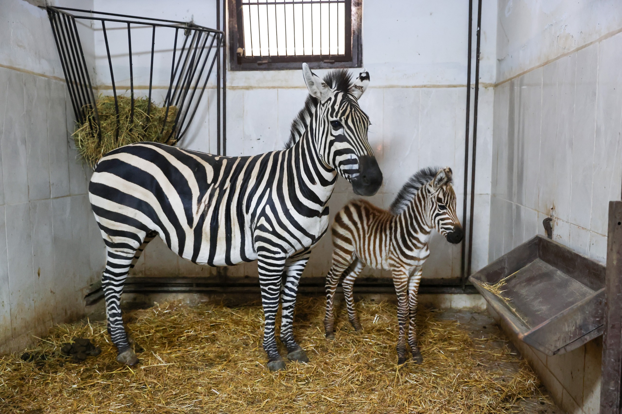 Bursa Hayvanat Bahçesi’nde Zebra Ailesi Yeni Üyeyle Büyüdü