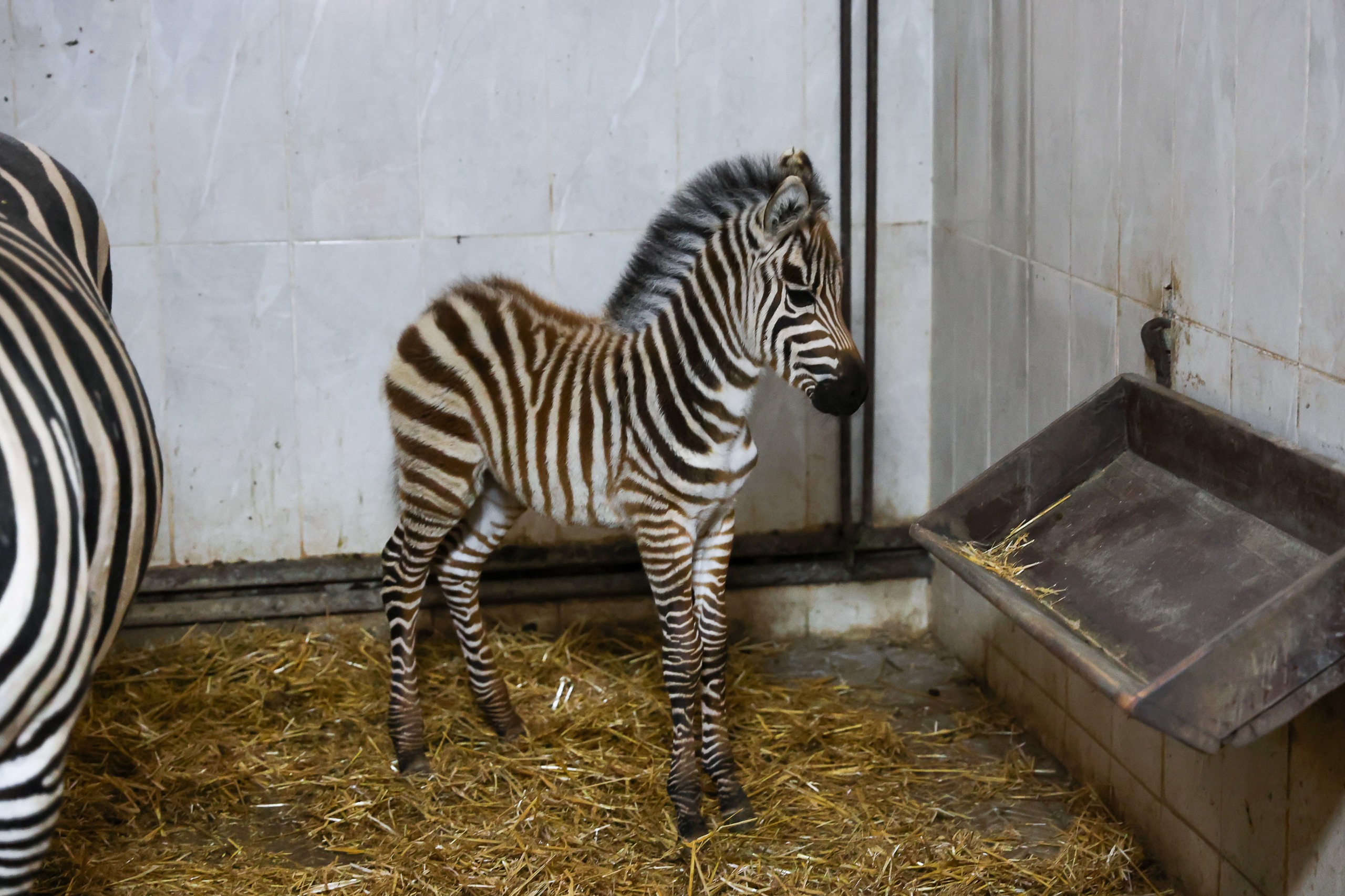 Bursa Hayvanat Bahçesi’nde Zebra Ailesi Yeni Üyeyle Büyüdü