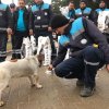 Sokak hayvanlarına Büyükşehir şefkati 