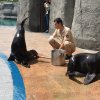 Bursa Zoonun yeni misafirleri fok ve penguen 