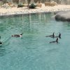 Bursa Zoonun yeni misafirleri fok ve penguen 