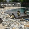 Bursa Zoonun yeni misafirleri fok ve penguen 