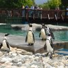 Bursa Zoonun yeni misafirleri fok ve penguen 