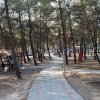 Güzelyalı´ya 40 dönümlük mesire alanı 