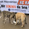 Sokak hayvanlarını unutmayalım 