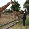 Bursa Zoo'nun yeni konukları gergedanlar 