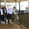 Büyükşehir'den üreticiye Merinos desteği 