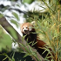 Şehirleşme doğal hayattan uzaklaştırıyor 