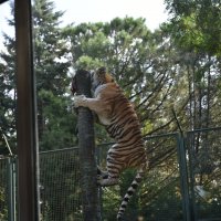 Şehirleşme doğal hayattan uzaklaştırıyor 