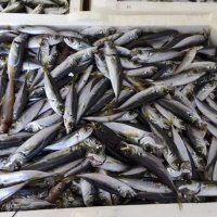 13 ton balığa el kondu 