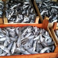 13 ton balığa el kondu 