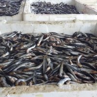 13 ton balığa el kondu 