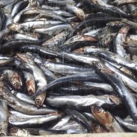 13 ton balığa el kondu 