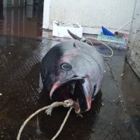 13 ton balığa el kondu 