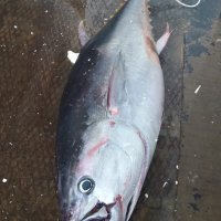 13 ton balığa el kondu 