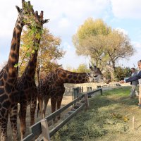 Hayvanat bahçesi 20 yaşında   