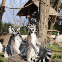 Hayvanat bahçesi 20 yaşında   