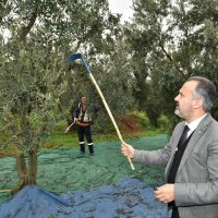 Başkan Aktaş’la hasat zamanı  