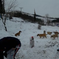 Kış bastırdı can dostlar unutulmadı 