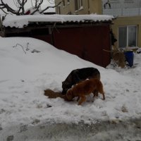 Kış bastırdı can dostlar unutulmadı 