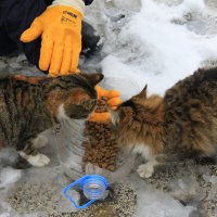 Kar bastırdı can dostlar unutulmadı 