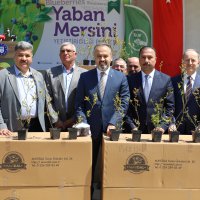 Üretici ‘yaban mersini’ ile kalkınıyor 
