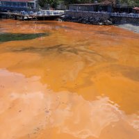 Panik yok; sadece alg patlaması 