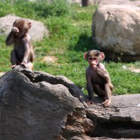 Büyükşehir’den karne hediyesi 