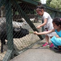Karneyi alan Hayvanat Bahçesi'ne koştu  