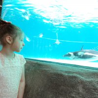 Karneyi alan Hayvanat Bahçesi'ne koştu  