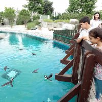 Karneyi alan Hayvanat Bahçesi'ne koştu  