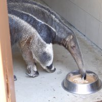 Bursa Zoopark, ‘zebra’daki konumunu güçlendirdi  