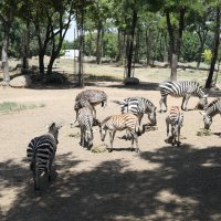 Bursa Zoopark, ‘zebra’daki konumunu güçlendirdi  
