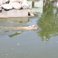 Bursa Zoopark, ‘zebra’daki konumunu güçlendirdi  