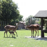Bursa Zoopark, ‘zebra’daki konumunu güçlendirdi  
