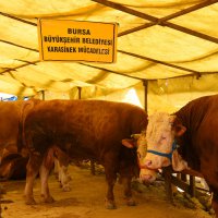 Kurban pazarlarında sinekle mücadele  