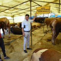 Kurban pazarlarında sinekle mücadele  