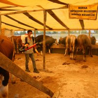 Kurban pazarlarında sinekle mücadele  