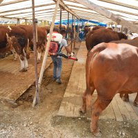 Kurban pazarlarında sinekle mücadele  