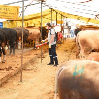 Kurban pazarlarında sinekle mücadele  