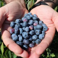  Üreticiye destek meyvelerini verdi 