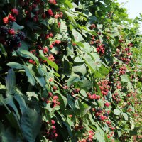  Üreticiye destek meyvelerini verdi 