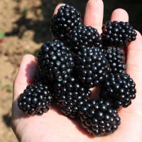  Üreticiye destek meyvelerini verdi 