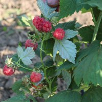  Üreticiye destek meyvelerini verdi 