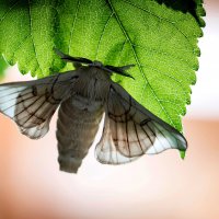 İpek Böceğinin yaşam öyküsü ABD’de 