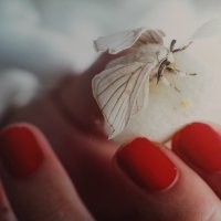 İpek Böceğinin yaşam öyküsü ABD’de 