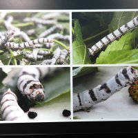 İpek Böceğinin yaşam öyküsü ABD’de 