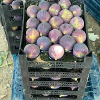  Bursa’nın incisi dünya pazarında 