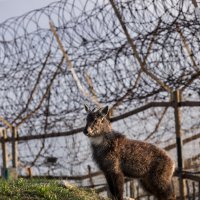 Jongwoo, Kore DMZ'yi anlattı 